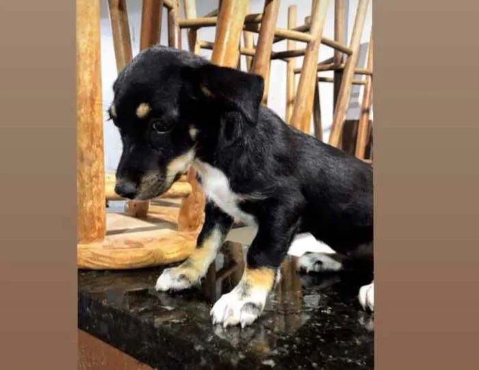 Cachorro raça Vira-lata idade 2 a 6 meses nome Frizza