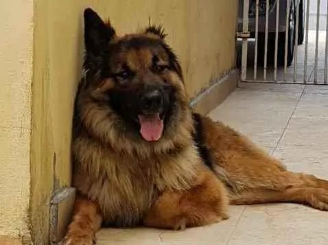 Cachorro raça Pastor Alemão  idade 7 a 11 meses nome Charlie 