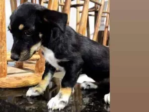 Cachorro raça Vira-lata idade 2 a 6 meses nome Frizza
