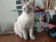 Romeu