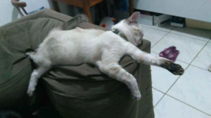 Gato ra a SRD idade 2 a 6 meses nome Romeu