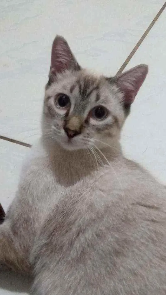 Gato ra a SRD idade 2 a 6 meses nome Romeu