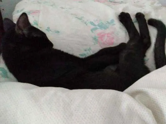 Gato ra a SRD idade 2 a 6 meses nome Natalie
