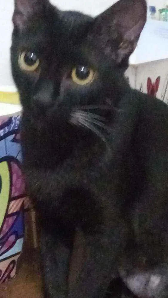 Gato ra a SRD idade 2 a 6 meses nome Natalie