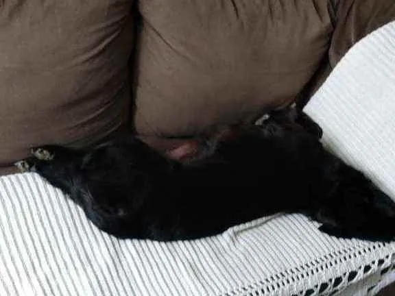 Gato ra a SRD idade 2 a 6 meses nome Natalie