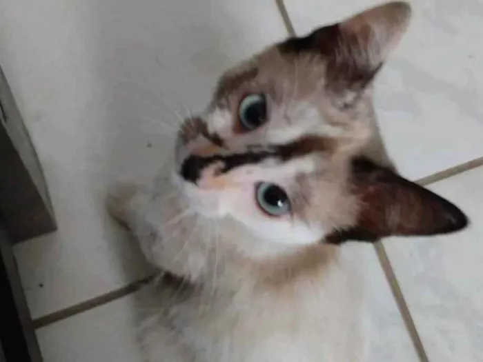 Gato ra a SRD idade 2 a 6 meses nome Lizzie