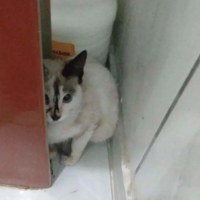 Gato ra a SRD idade 2 a 6 meses nome Lizzie