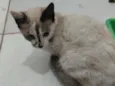 Lizzie