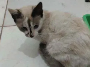Gato raça SRD idade 2 a 6 meses nome Lizzie