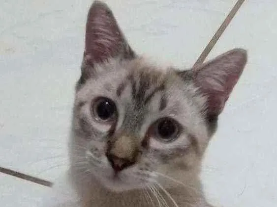 Gato ra a SRD idade 2 a 6 meses nome Romeu