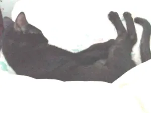Gato raça SRD idade 2 a 6 meses nome Natalie