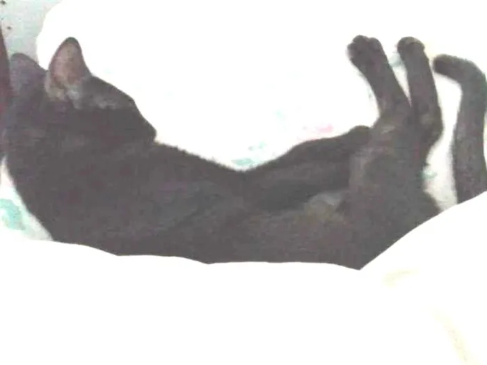 Gato ra a SRD idade 2 a 6 meses nome Natalie