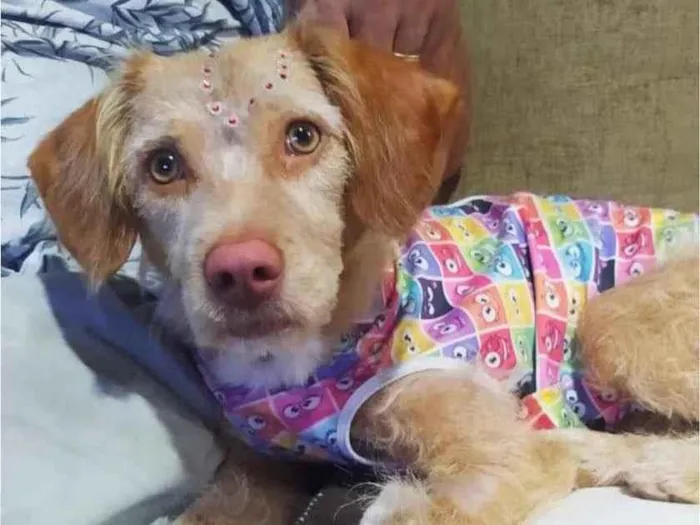 Cachorro raça SRD idade 1 ano nome Mel 