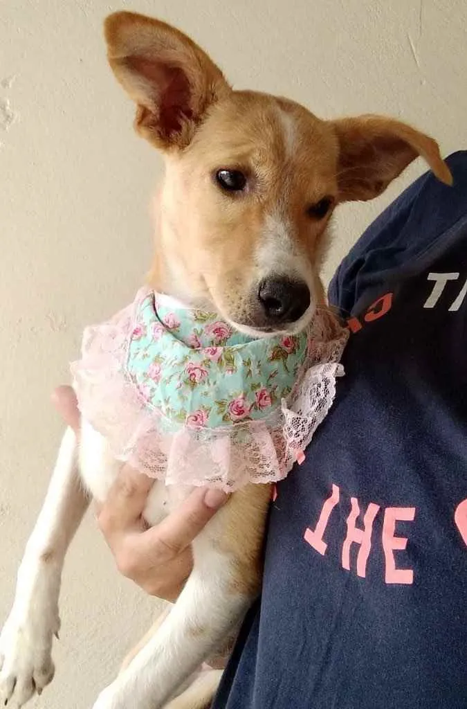 Cachorro ra a Linda idade 2 a 6 meses nome Nyna 