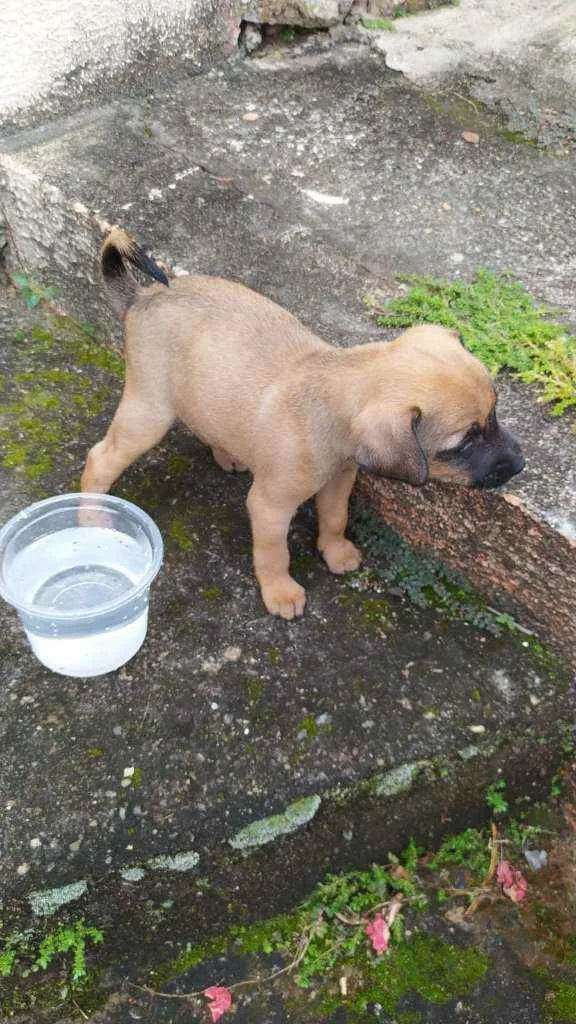 Cachorro ra a  idade Abaixo de 2 meses nome Sem nome