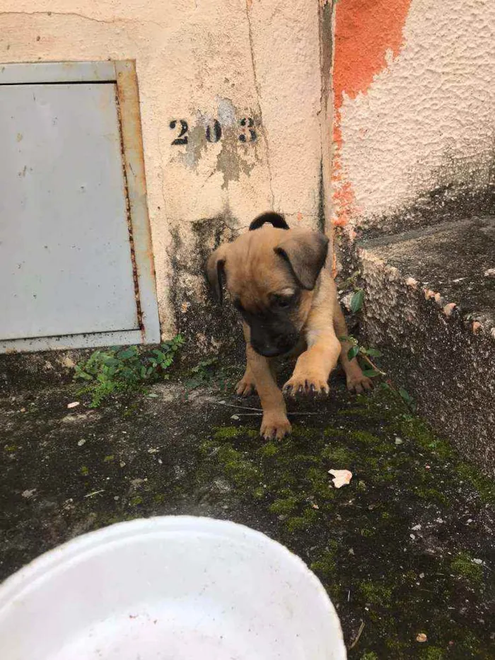 Cachorro ra a  idade Abaixo de 2 meses nome Sem nome