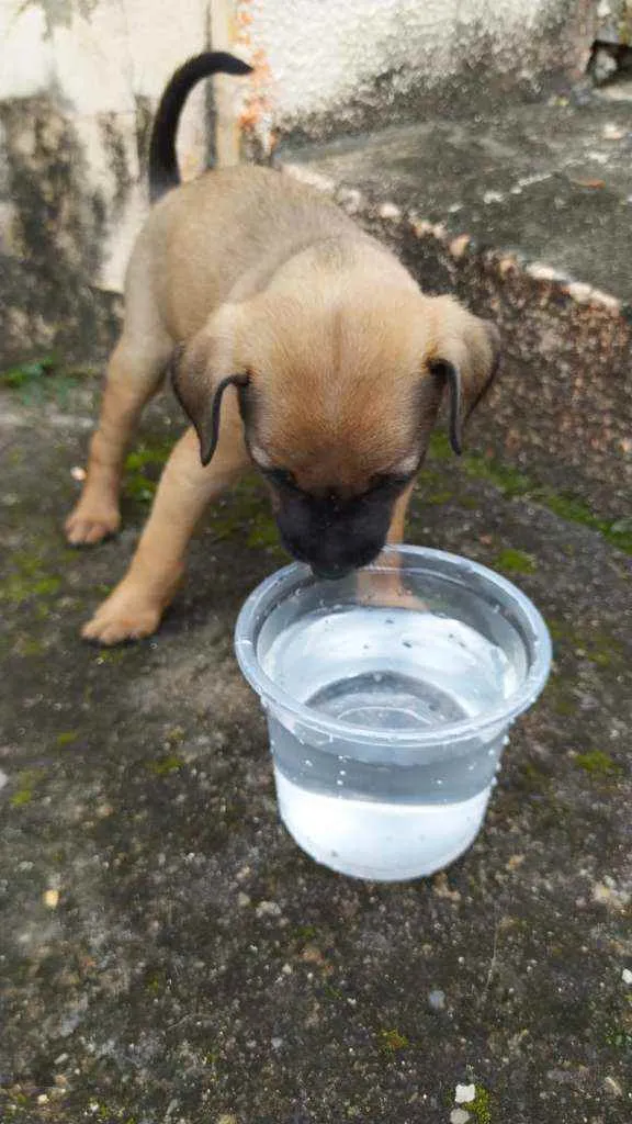 Cachorro ra a  idade Abaixo de 2 meses nome Sem nome