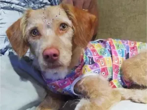 Cachorro raça SRD idade 1 ano nome Mel 