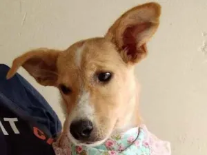 Cachorro raça Linda idade 2 a 6 meses nome Nyna 