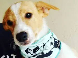 Cachorro raça Linda idade 2 a 6 meses nome Pingo