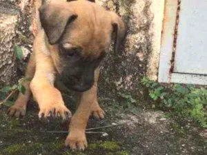 Cachorro raça  idade Abaixo de 2 meses nome Sem nome