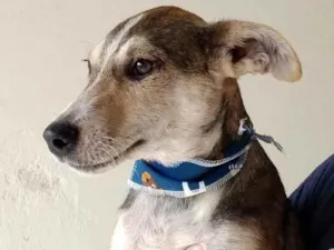 Cachorro raça Ótima  idade 2 a 6 meses nome Wendo 