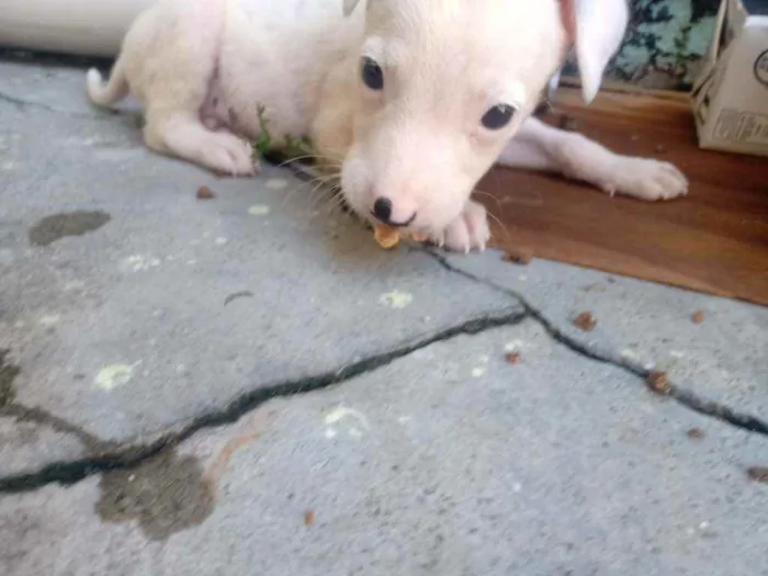 Cachorro ra a Não sei  idade Abaixo de 2 meses nome Ainda sem nome 