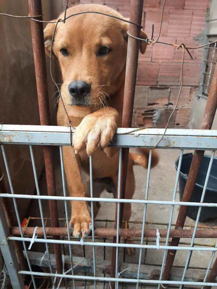 Cachorro raça Chaw chaw com vira lats idade 2 a 6 meses nome Thor