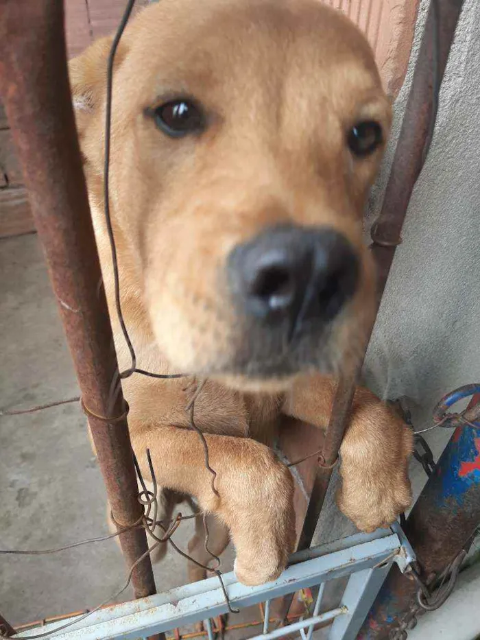 Cachorro raça Chaw chaw com vira lats idade 2 a 6 meses nome Thor