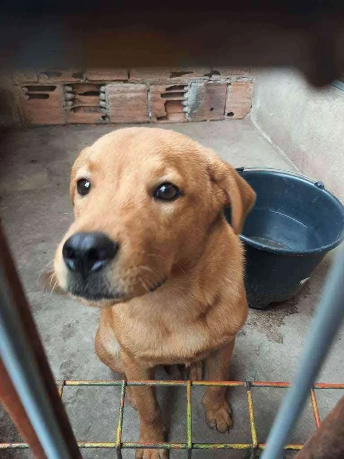 Cachorro raça Chaw chaw com vira lats idade 2 a 6 meses nome Thor
