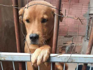 Cachorro raça Chaw chaw com vira lats idade 2 a 6 meses nome Thor