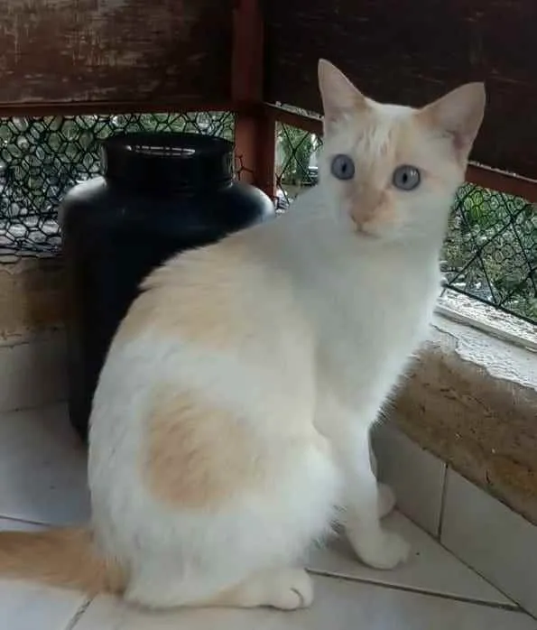 Gato ra a srd idade 1 ano nome PRÍNCIPE 