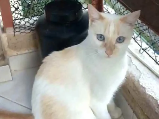Gato ra a srd idade 1 ano nome PRÍNCIPE 