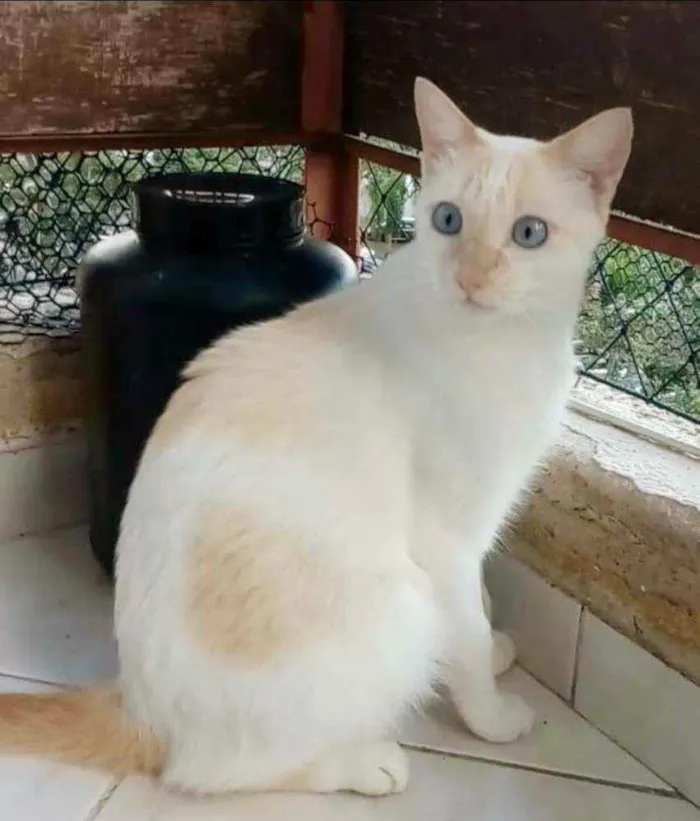 Gato ra a srd idade 1 ano nome PRÍNCIPE 