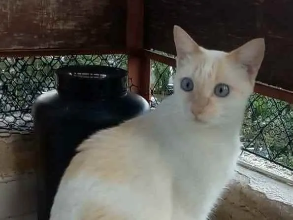 Gato ra a srd idade 1 ano nome PRÍNCIPE 
