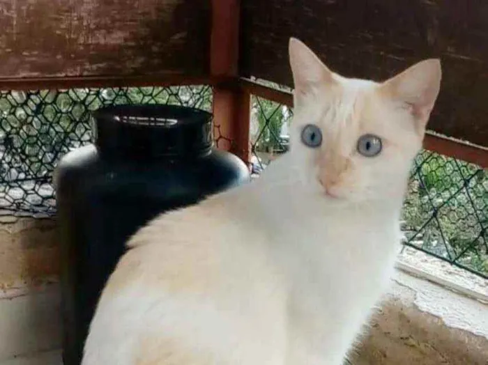 Gato ra a srd idade 1 ano nome PRÍNCIPE 