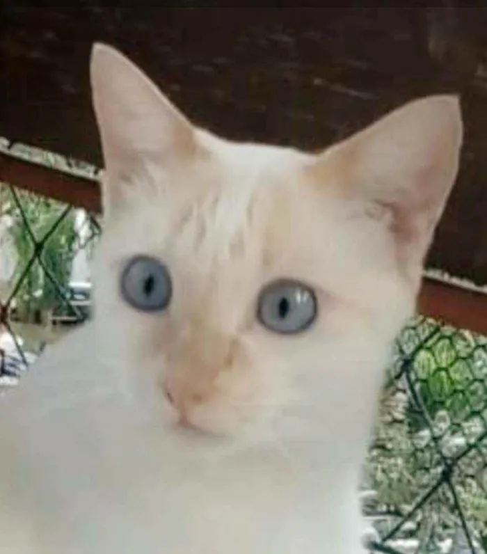 Gato ra a srd idade 1 ano nome PRÍNCIPE 