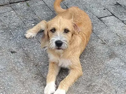 Cachorro raça Boxer com viralata idade 7 a 11 meses nome SANSÃO 
