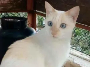 Gato raça srd idade 1 ano nome PRÍNCIPE 