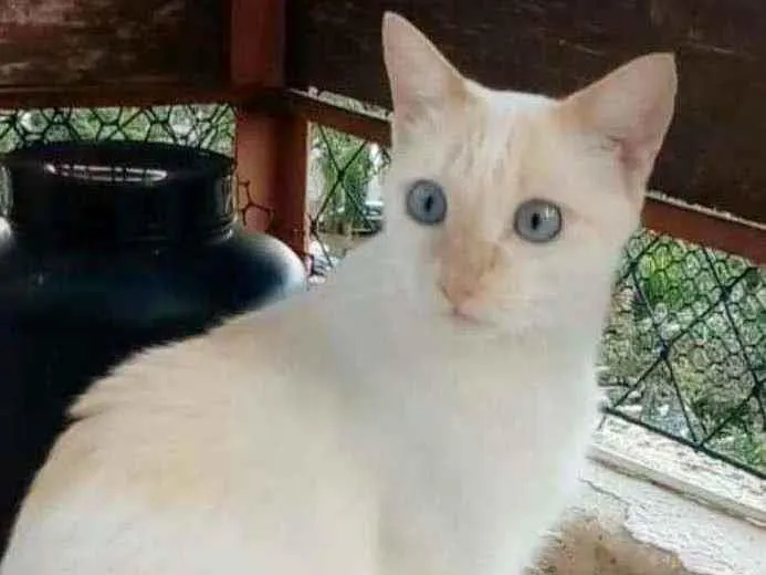 Gato ra a srd idade 1 ano nome PRÍNCIPE 