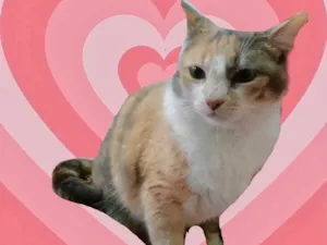 Gato raça Srd idade 1 ano nome Fumaça 