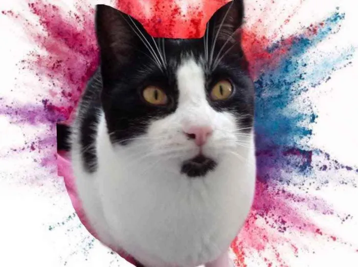 Gato raça Srd frajolinha  idade 1 ano nome Pitoco superFOFO 