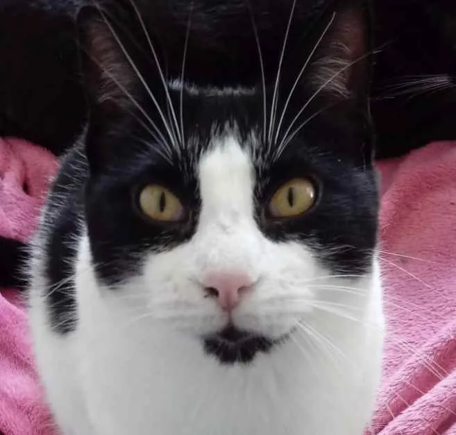 Gato raça Srd frajolinha  idade 1 ano nome Pitoco superFOFO 