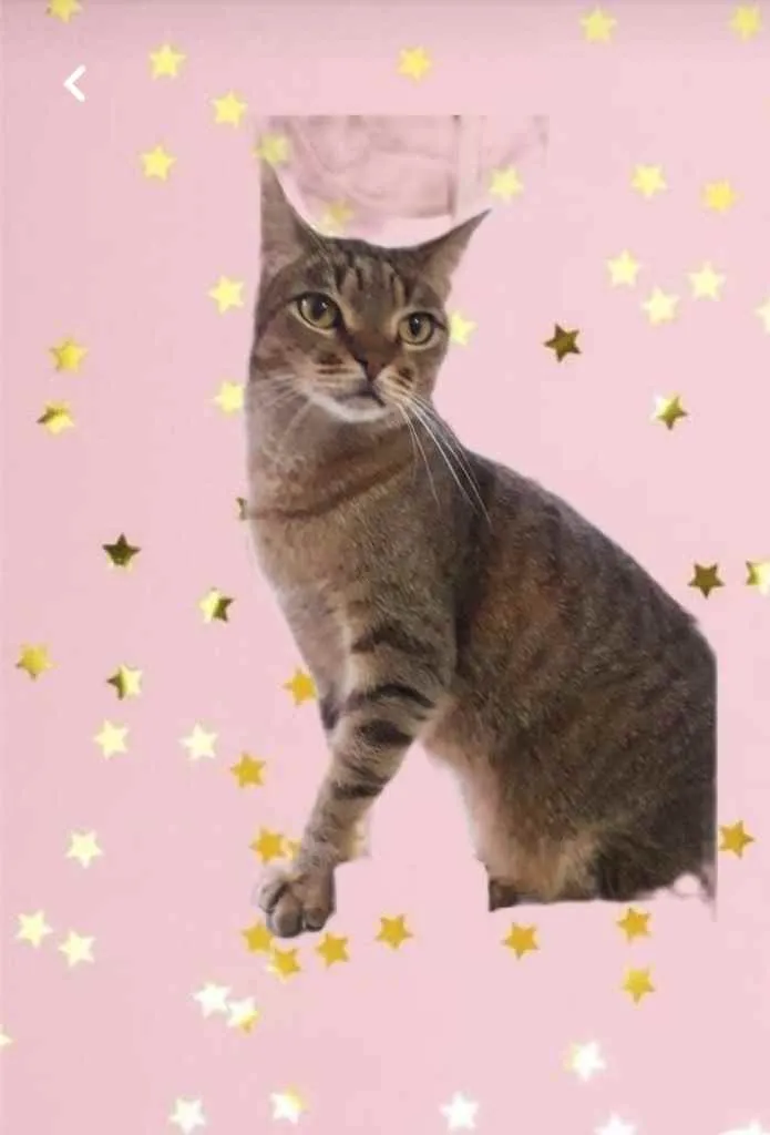 Gato raça Srd idade 1 ano nome Ruivo 