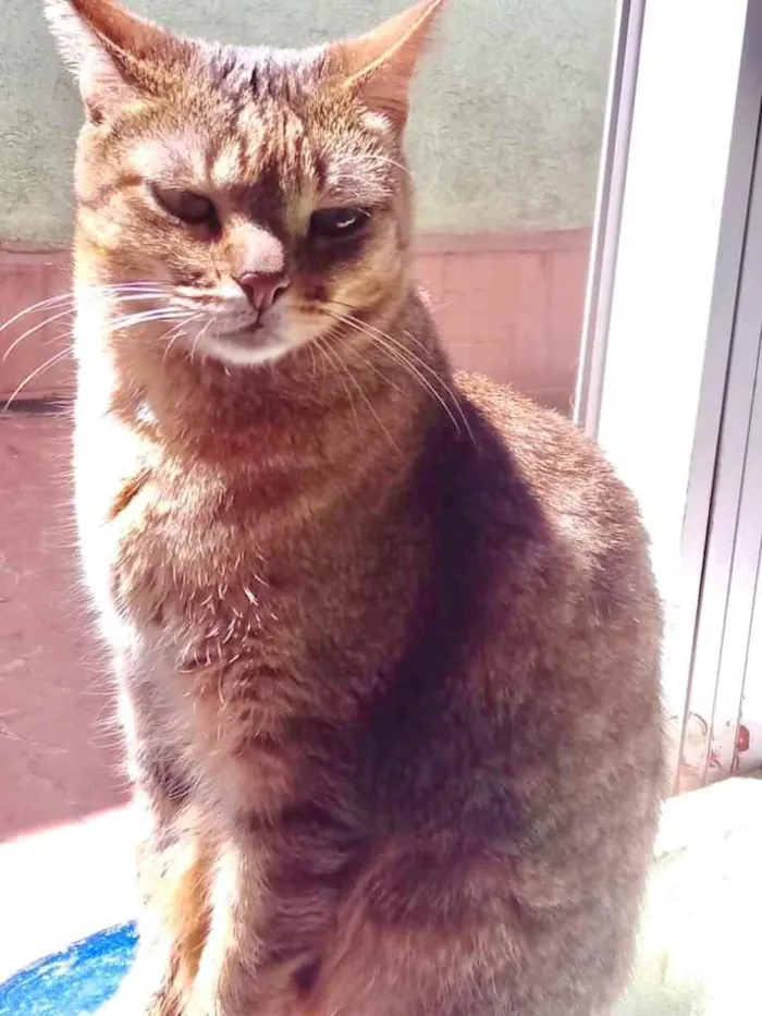 Gato raça Srd idade 1 ano nome Ruivo 