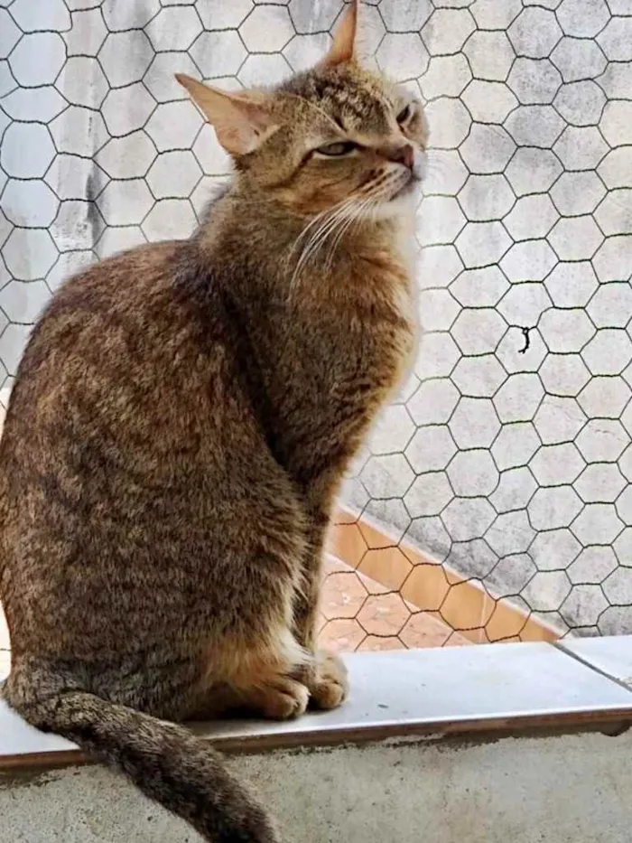 Gato raça Srd idade 1 ano nome Ruivo 