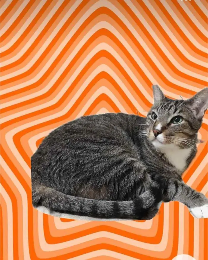 Gato raça Srd idade 1 ano nome Tigue 