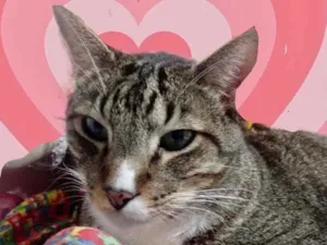 Gato raça Srd idade 1 ano nome Tigue 