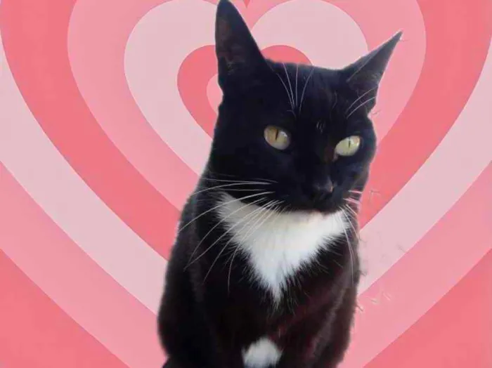 Gato raça Srd idade 1 ano nome Gigi