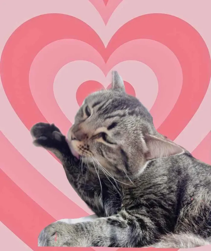 Gato raça Srd idade 1 ano nome Raja 